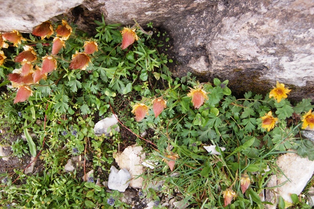 Geum montanum